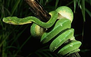 green snake on tree stem